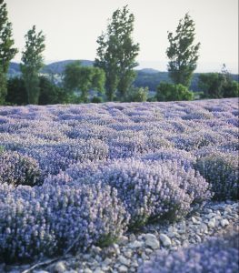 thym de Provence